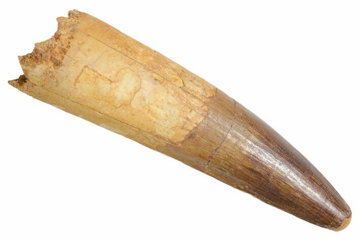 Real Fossil Spinosaurus Tooth - Huge Dinosaur Tooth #360447